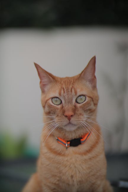 Los deportes que pueden dañar tus rodillas: ¿cuáles debes evitar?