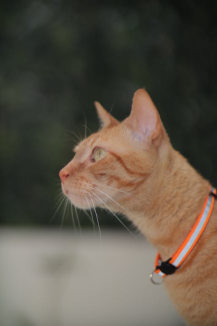 Tiempo de recuperación del tendón supraespinoso: ¿Cuánto tiempo se necesita para sanar?