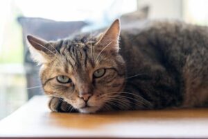 ejercicios para curar la apnea del sueno